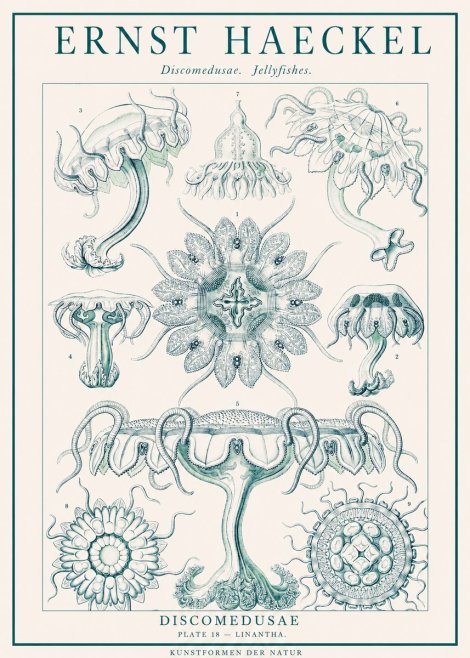 Ernst Haeckel Discomedusae. Jellyfishes. No1 - Juliste