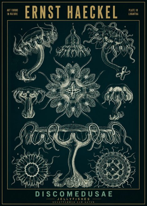 Ernst Haeckel Discomedusae. Jellyfishes. No2 - Juliste