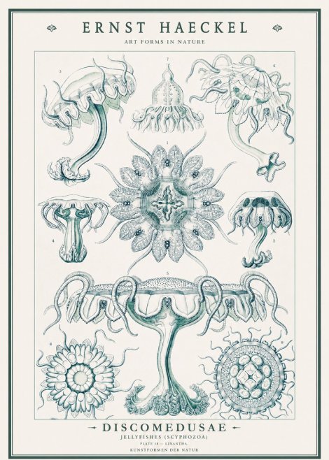 Ernst Haeckel Discomedusae. Jellyfishes. No3 - Juliste