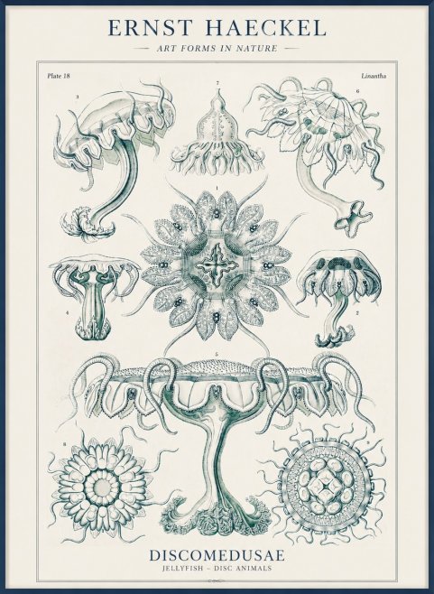 Ernst Haeckel Discomedusae. Jellyfishes. No4 - Juliste