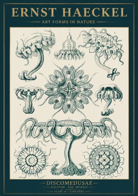 Ernst Haeckel Discomedusae. Jellyfishes. No5 - Juliste