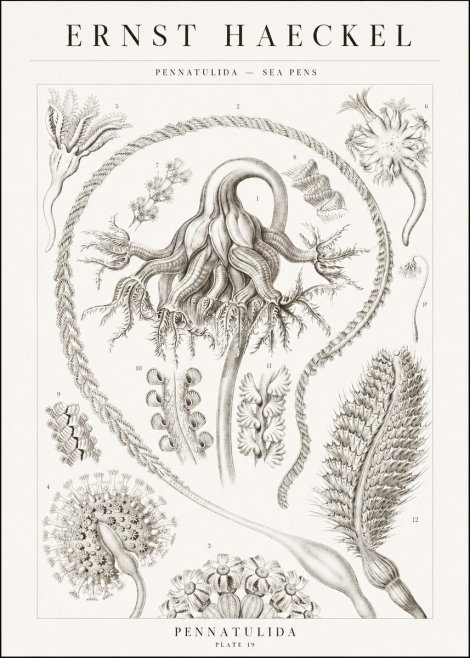 Ernst Haeckel Pennatulida - Sea Pens No1 - Juliste