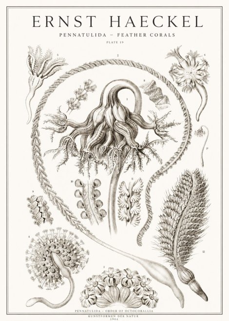 Ernst Haeckel Pennatulida - Sea Pens No2 - Juliste