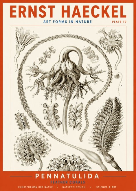 Ernst Haeckel Pennatulida - Sea Pens No4 - Juliste