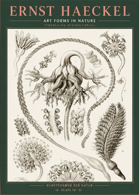 Ernst Haeckel Pennatulida - Sea Pens No5 - Juliste