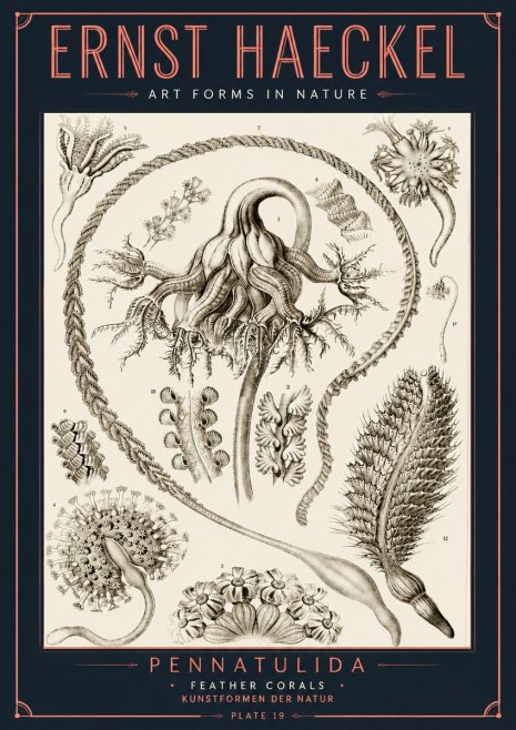 Ernst Haeckel Pennatulida - Sea Pens No6 - Juliste