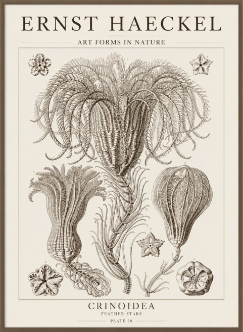 Ernst Haeckel Crinoidea - Palm Lilies No5 - Juliste