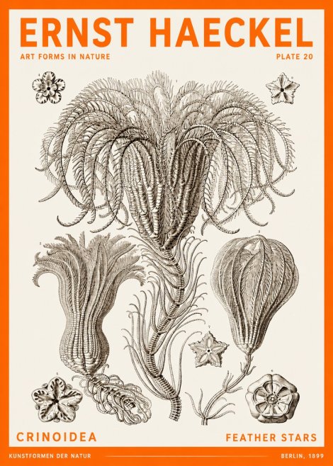 Ernst Haeckel Crinoidea - Palm Lilies No6 - Juliste