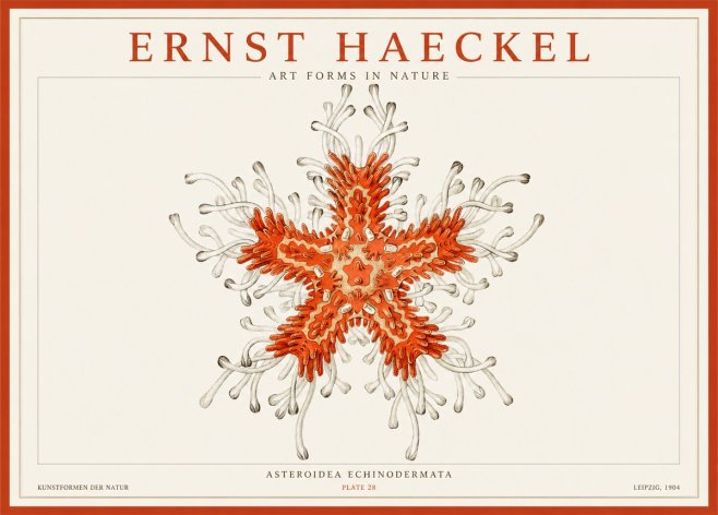 Ernst Haeckel Asteroidea Echinodermata Plate 28 No1 - Juliste