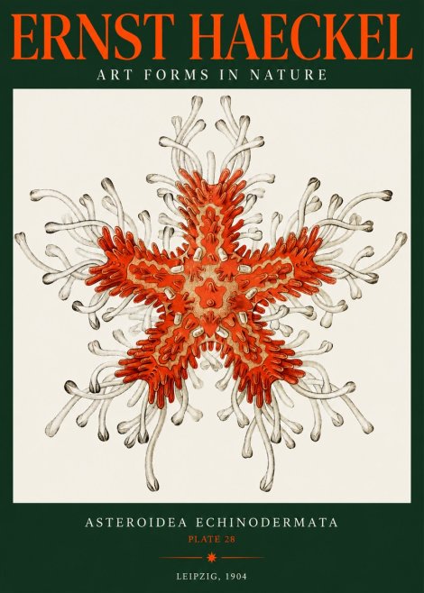 Ernst Haeckel Asteroidea Echinodermata Plate 28 No2 - Juliste