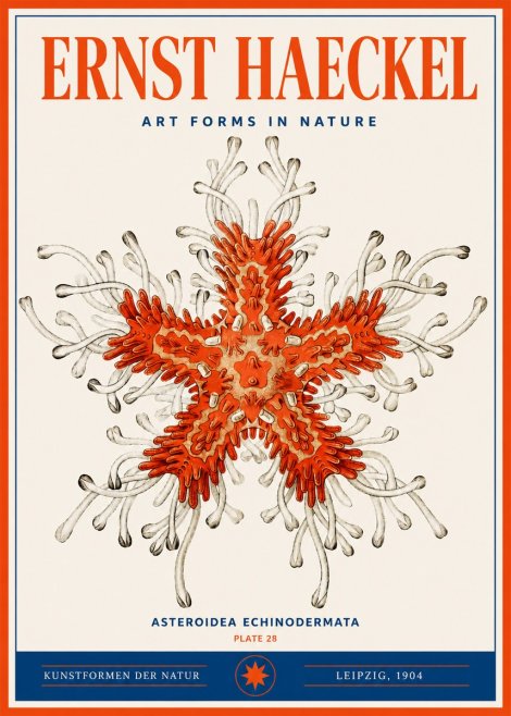 Ernst Haeckel Asteroidea Echinodermata Plate 28 No3 - Juliste