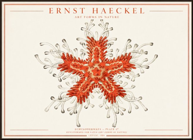Ernst Haeckel Asteroidea Echinodermata Plate 28 No4 - Juliste