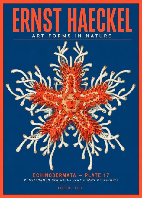 Ernst Haeckel Asteroidea Echinodermata Plate 28 No5 - Juliste