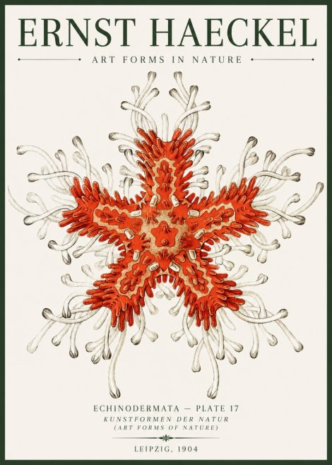 Ernst Haeckel Asteroidea Echinodermata Plate 28 No6 - Juliste