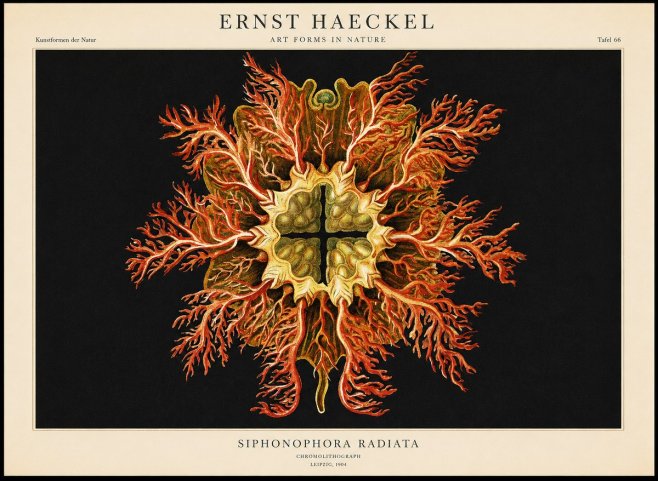Ernst Haeckel Marine Organism No2 - Juliste