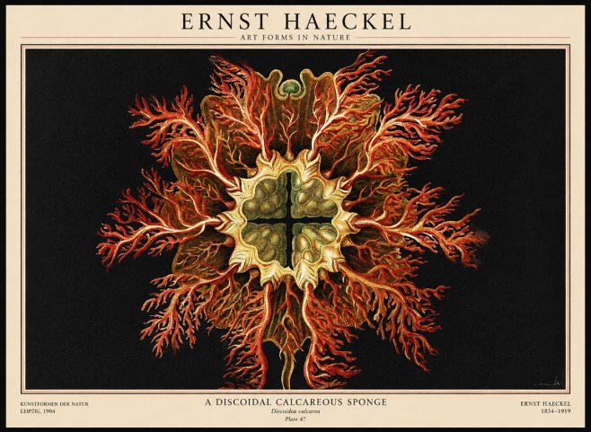 Ernst Haeckel Marine Organism No3 - Juliste