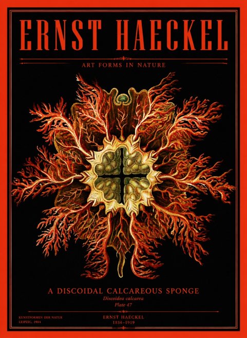 Ernst Haeckel Marine Organism No4 - Juliste