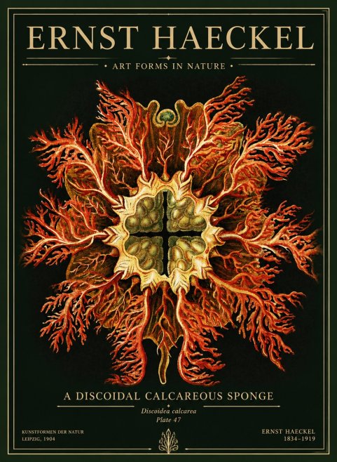 Ernst Haeckel Marine Organism No5 - Juliste