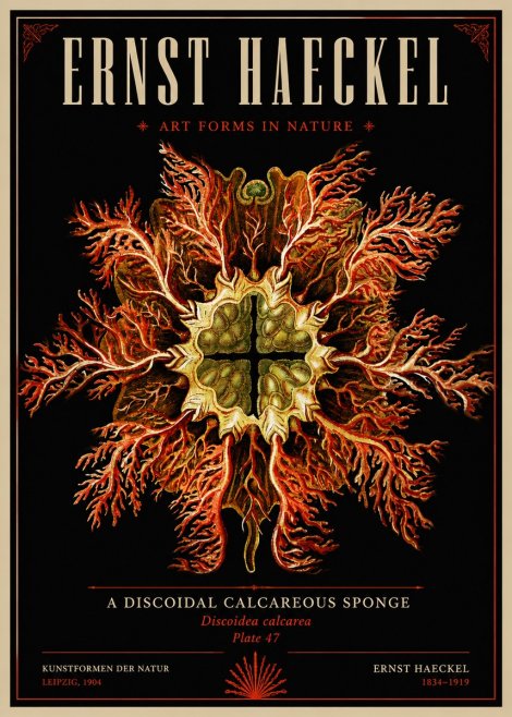Ernst Haeckel Marine Organism No6 - Juliste