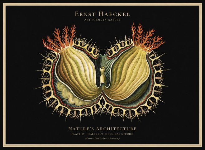 Ernst Haeckel Nature's Architecture No1 - Juliste