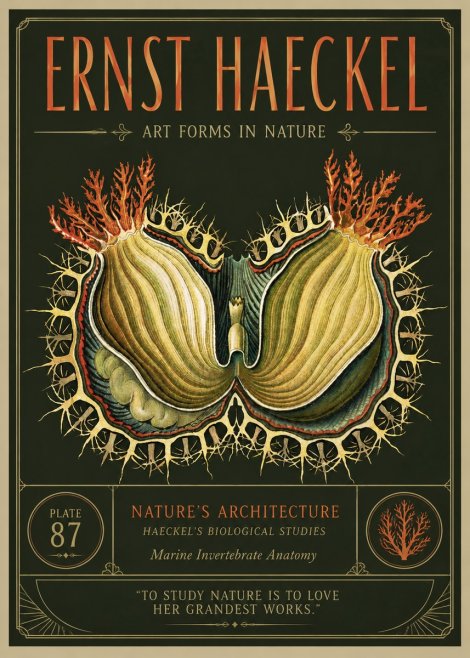 Ernst Haeckel Nature's Architecture No3 - Juliste