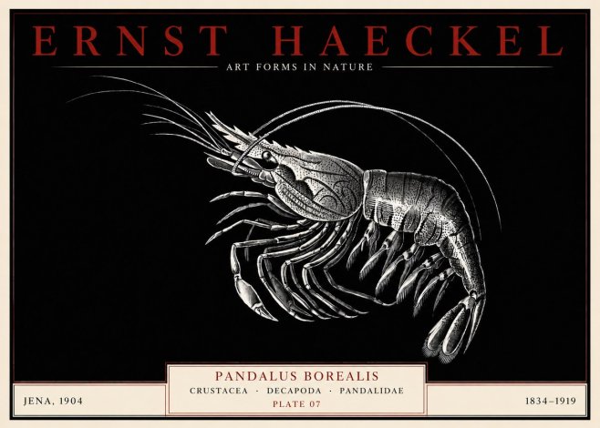 Ernst Haeckel Pandalus Borealis No3 - Juliste