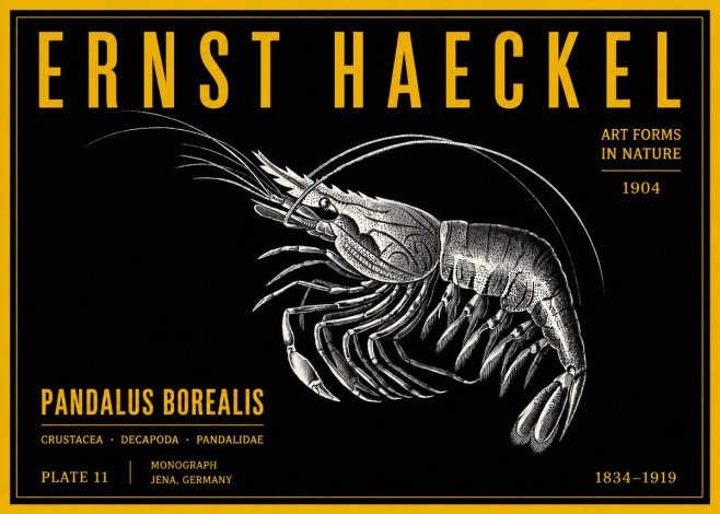 Ernst Haeckel Pandalus Borealis No4 - Juliste