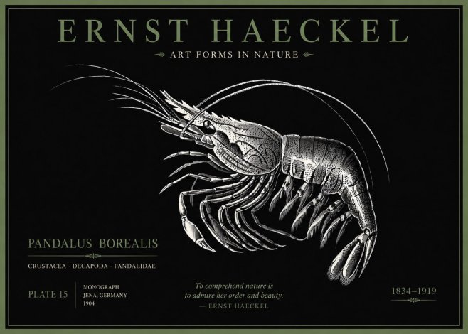 Ernst Haeckel Pandalus Borealis No5 - Juliste