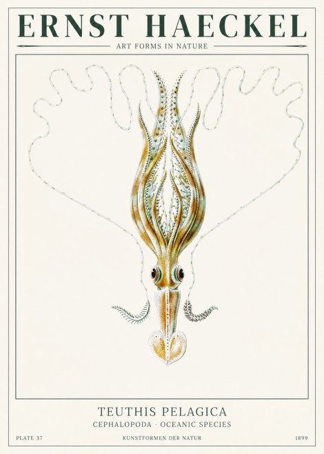 Ernst Haeckel Teuthis Pelagica No1 - Juliste