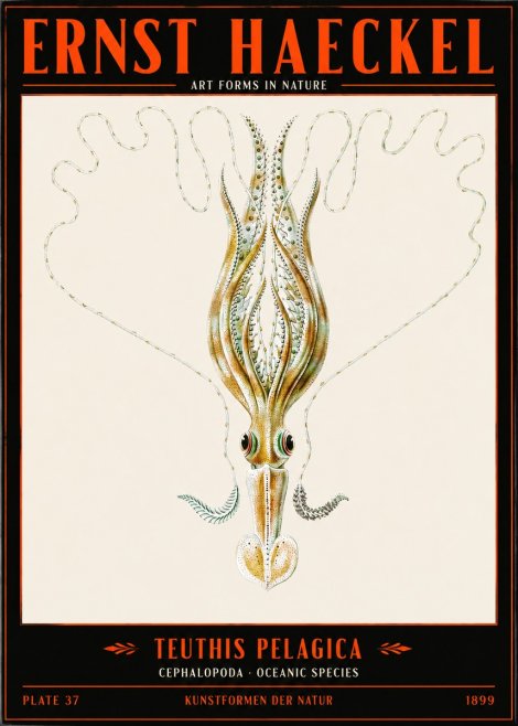 Ernst Haeckel Teuthis Pelagica No2 - Juliste