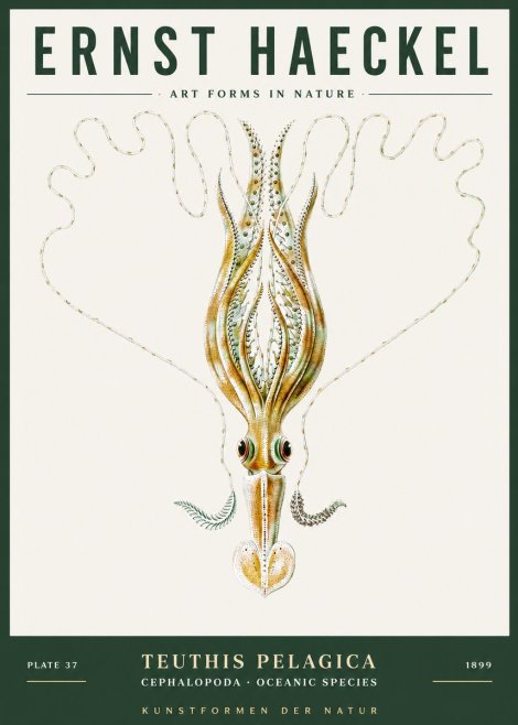 Ernst Haeckel Teuthis Pelagica No3 - Juliste