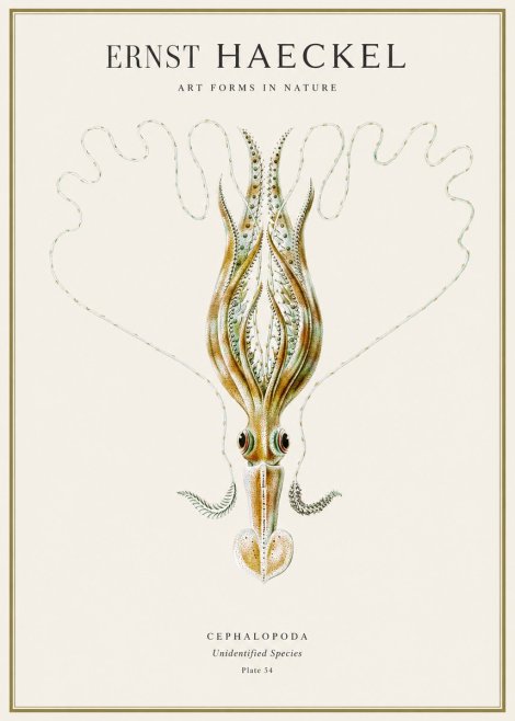 Ernst Haeckel Teuthis Pelagica No4 - Juliste