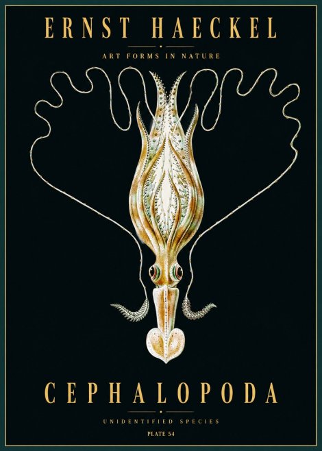 Ernst Haeckel Teuthis Pelagica No5 - Juliste
