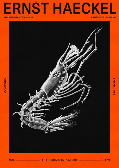 Ernst Haeckel Decapoda the Crustaceans No3 - Juliste