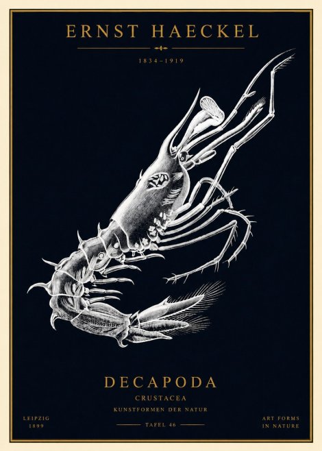 Ernst Haeckel Decapoda the Crustaceans No4 - Juliste