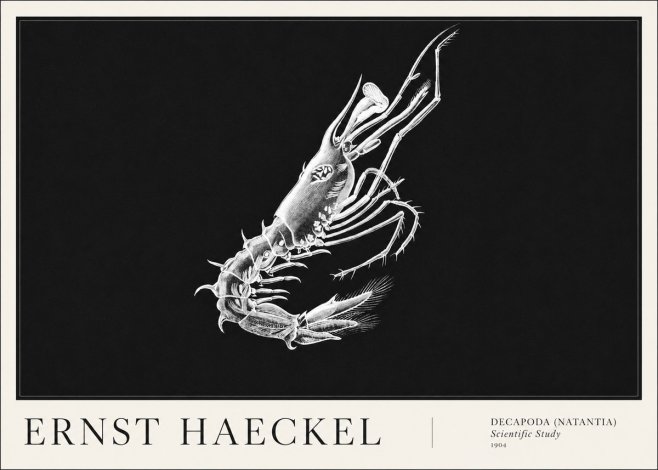Ernst Haeckel Decapoda the Crustaceans No6 - Juliste