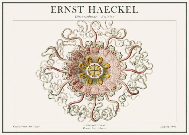 Ernst Haeckel Discomedusae – Actiniae No1 - Juliste