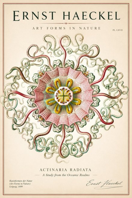 Ernst Haeckel Discomedusae – Actiniae No2 - Juliste