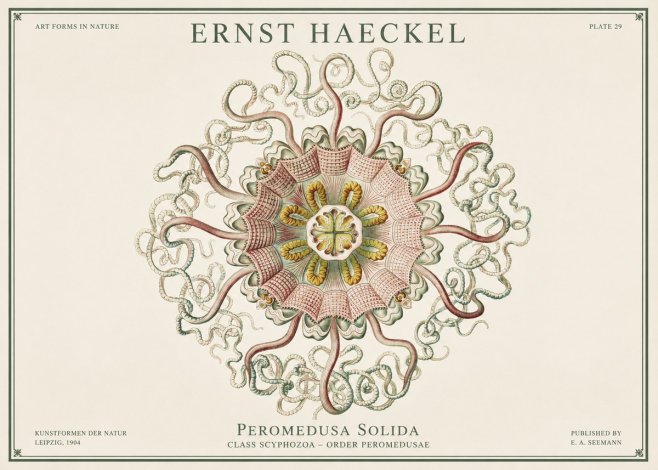 Ernst Haeckel Discomedusae – Actiniae No3 - Juliste