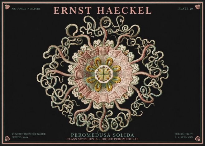 Ernst Haeckel Discomedusae – Actiniae No4 - Juliste