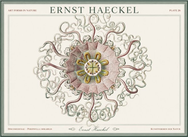 Ernst Haeckel Discomedusae – Actiniae No5 - Juliste