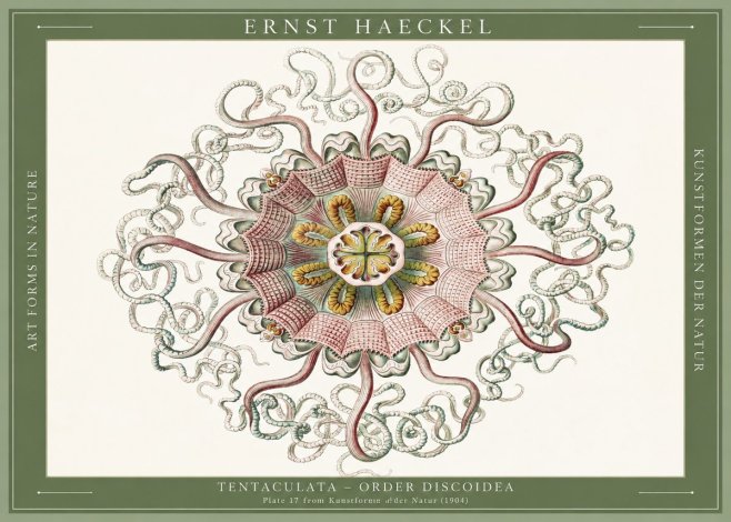 Ernst Haeckel Discomedusae – Actiniae No6 - Juliste