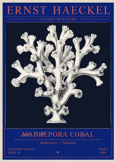 Ernst Haeckel Corallium Rubrum I No4 - Juliste