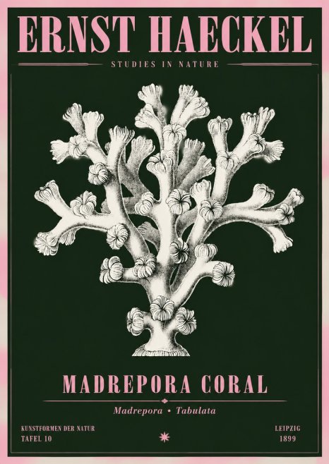 Ernst Haeckel Corallium Rubrum I No5 - Juliste