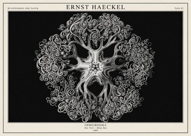 Ernst Haeckel Ophiuroidea Sea Tree - Deep Sea No1 - Juliste