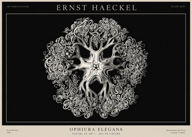 Ernst Haeckel Ophiuroidea Sea Tree - Deep Sea No3 - Juliste