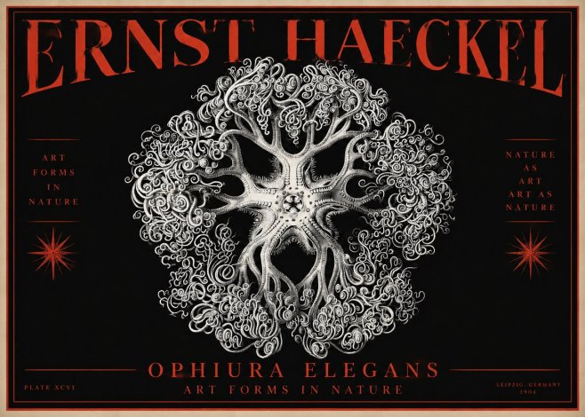 Ernst Haeckel Ophiuroidea Sea Tree - Deep Sea No4 - Juliste