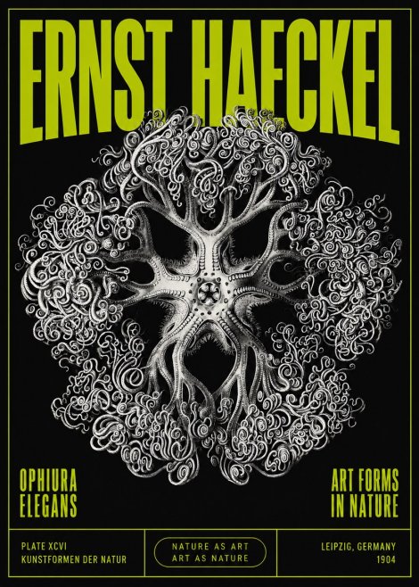 Ernst Haeckel Ophiuroidea Sea Tree - Deep Sea No5 - Juliste