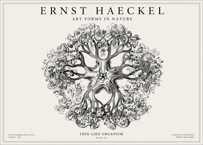 Ernst Haeckel Tree-like Organism No1 - Juliste