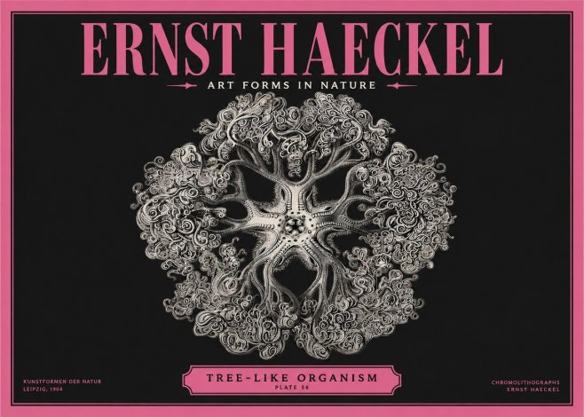 Ernst Haeckel Tree-like Organism No2 - Juliste